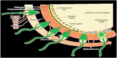 Spermde ltihap